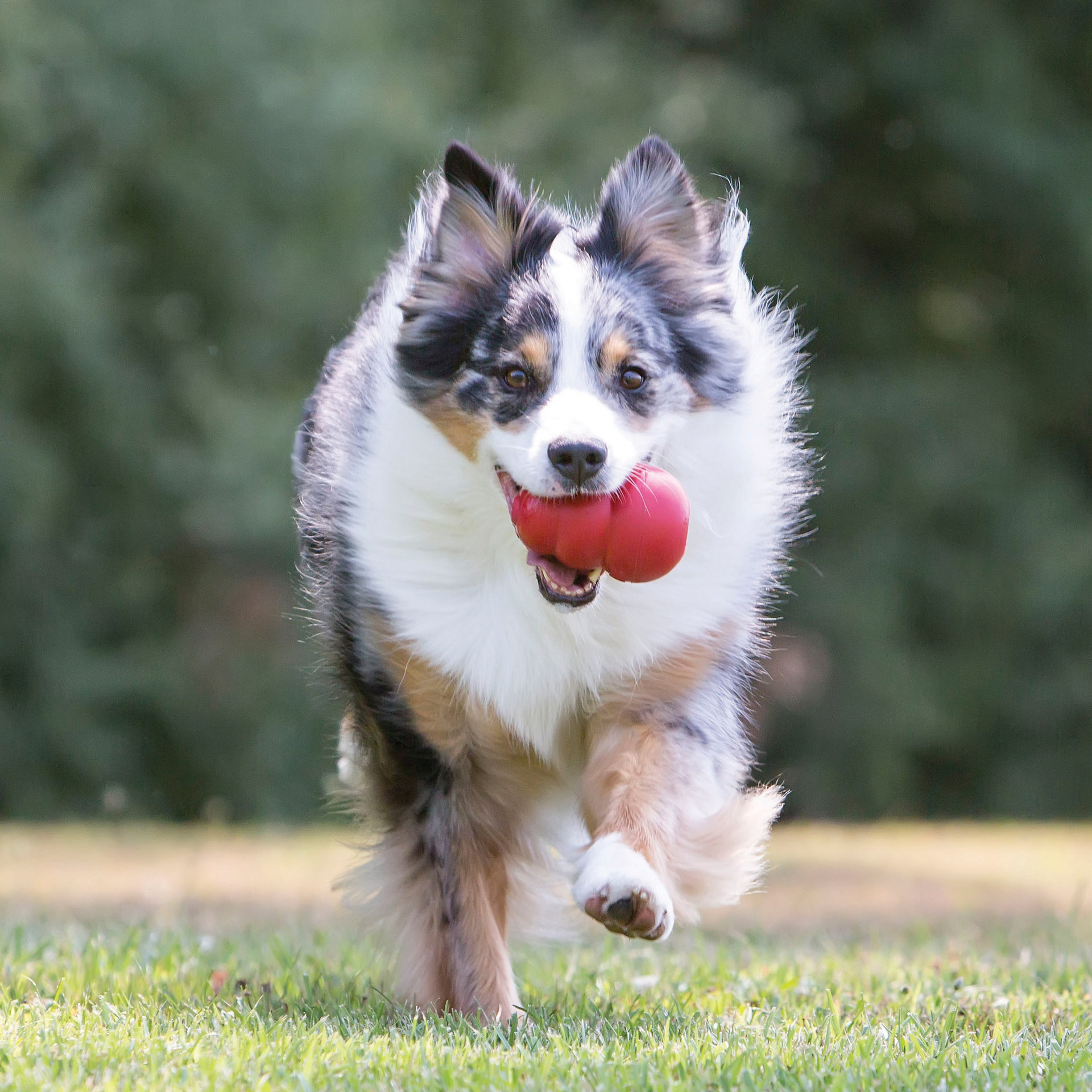 Perro llevando un KONG Classic rojo