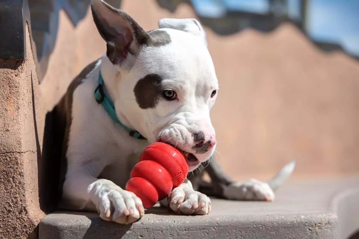 Perro jugando con un KONG Classic rojo