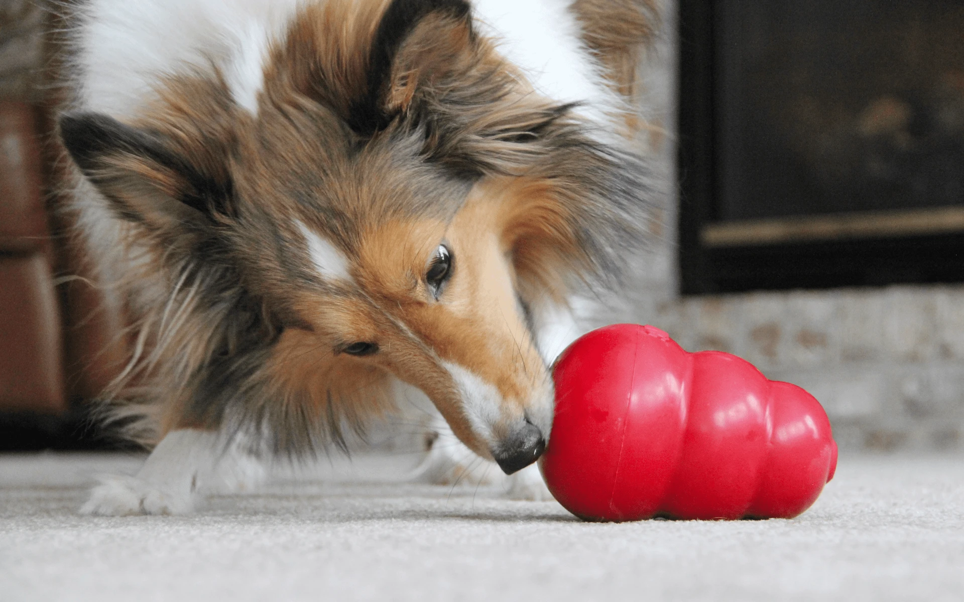 Perro investigando un KONG Classic rojo