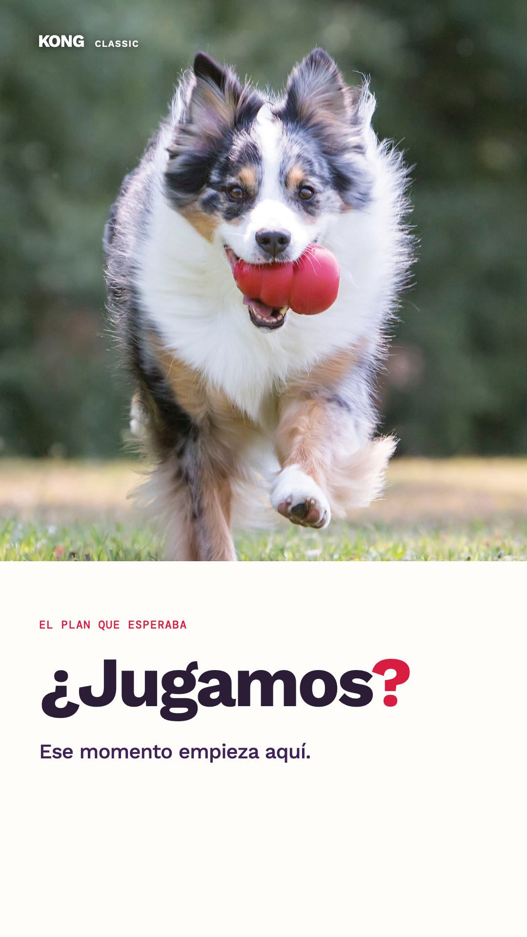 KONG creative with a dog carrying its toy